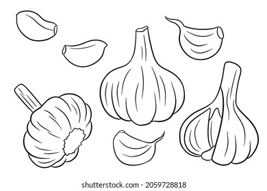 Garlic set. Head of garlic, cloves, peeled and husked. In line style. Vector illustration for design and decoration.