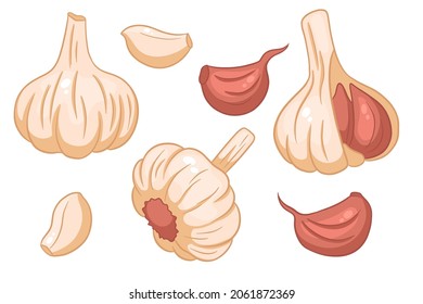 Garlic set. Head of garlic, cloves, peeled and husked. In a cartoon style. Vector illustration for design and decoration.