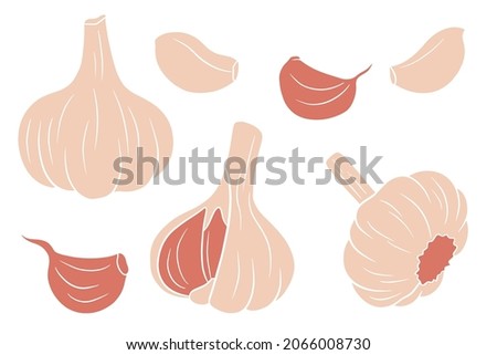 Garlic set. Head of garlic, cloves, peeled and husked. In a cartoon style. Vector illustration for design and decoration.