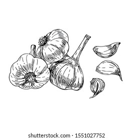 Garlic set in line art style.