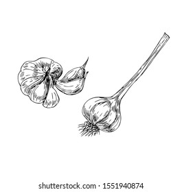 Garlic set in line art style.