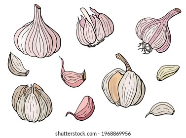 Knoblauch auf weißem, isoliertem Hintergrund. Handgezeichnete Illustration. Vektorgrafik.	