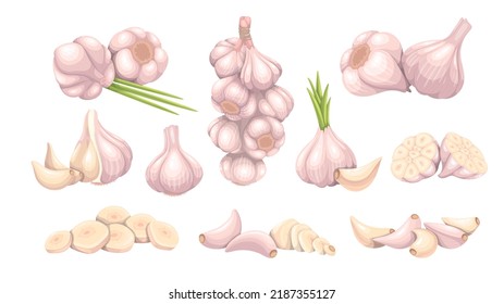 Garlic set vector illustration. Cartoon isolated fresh garlic cloves and heads, chopped vegetarian food ingredient for cooking healthy menu, raw organic vegetable and condiment for nutrition