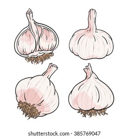 Garlic Set, Vector Illustration For Food Design, Isolated