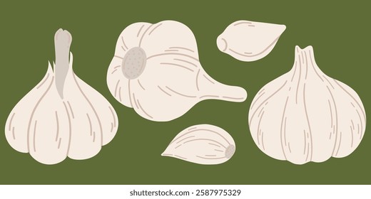 Garlic set. Vector illustration of sliced garlic, garlic clove, garlic bulb in a flat style. Healthy food. 