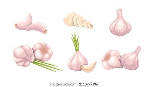 Garlic set, vegetable vector illustration. Whole heads, heaps whole and sliced garlic cloves. Common seasoning worldwide, spice and food flavoring.