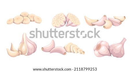 Garlic set, vegetable vector illustration. Whole heads, heaps whole and sliced garlic cloves. Common seasoning worldwide, spice and food flavoring.