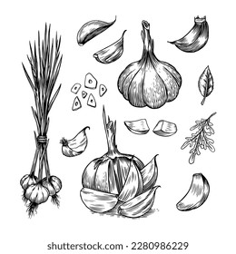 Garlic set in Vintage style. Engraved Vegetable. Hand drawn food. Vector illustration for farm market, menu, label. Organic product.