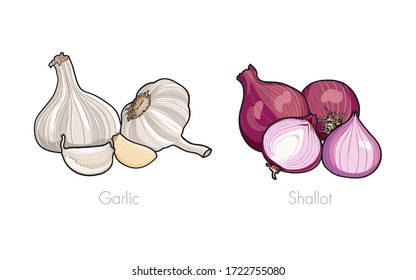 Garlic and Shallot, cut and all, fresh organic garlic and shallots in small heap isolated on a white background. Collection set for use illustration vector and simple design.