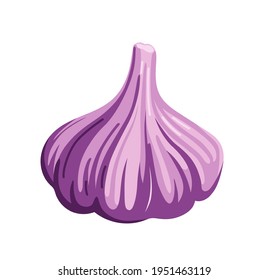 Garlic. Simple realistic vegetable icon, isolated on white background. Hand-drawn flat vector illustration.