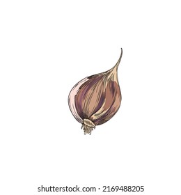 Garlic single clove hand drawn sketch style vector illustration isolated on white background. Garlic plant image for food flavoring and seasoning, culinary page.