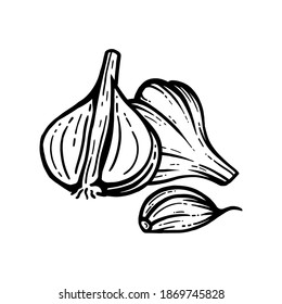 Knoblauchskizze. Knoblauch in Stücken. Vektorgrafik, isolierter Hintergrund. Mit Schichten.