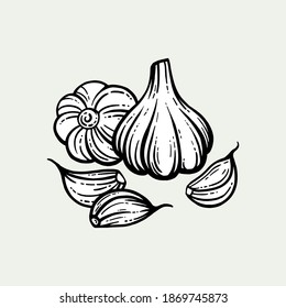 Garlic sketch. chopped garlic. Vector sketch isolated background. With layers.