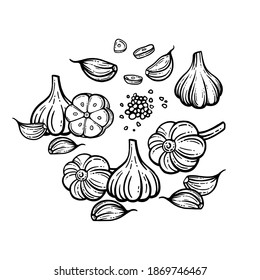 Garlic sketch. chopped garlic. Vector sketch isolated background. With layers.