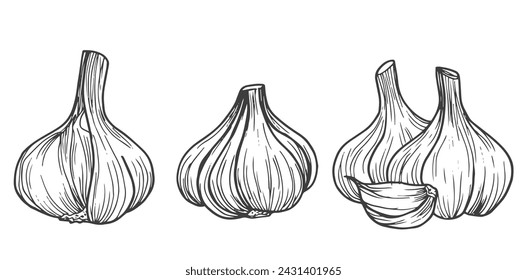 Garlic sketch. clove of garlic. Vector sketch isolated background.