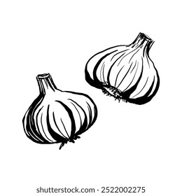 Garlic sketch drawing vector illustration, black line on a white background, doodle