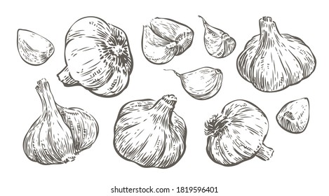 Garlic sketch. Food vintage vector illustration