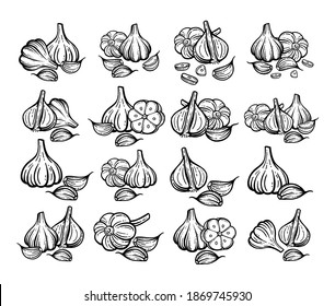 Garlic sketch. Hand drawn garlic set. Isolated vector drawings.