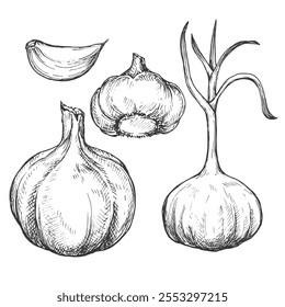 Alho esboço tinta ilustração gráfica, desenho de silhueta rascunho, preto na arte de linha branca. Botânica vintage gravura design de alimentos.