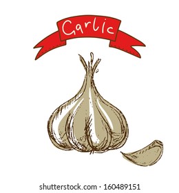 Garlic sketch isolated - vector