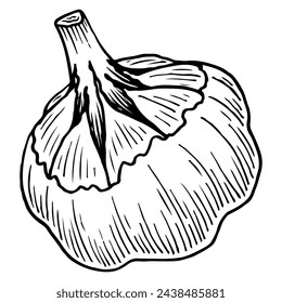 Garlic sketch. Spicy ingredient. Garden vegetable. Healthy food. Hand drawn vector illustration.