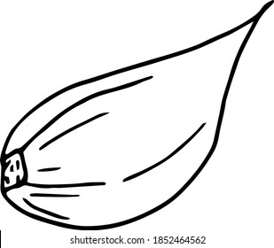 garlic slice, clove. icon, label, menu. sketch hand drawn doodle. vector monochrome minimalism. food, spice.