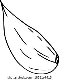 garlic slice, clove. icon, label, menu. sketch hand drawn doodle. vector monochrome minimalism. food, spice.