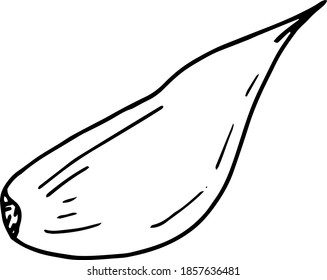 garlic slice, clove. icon, label, menu. sketch hand drawn doodle. vector monochrome minimalism. food, spice.