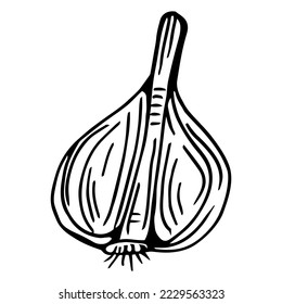 Garlic slice. Hand drawn illustrations. Garlic Isolated Background.