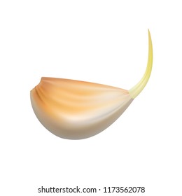 Garlic slice in vector on white background.