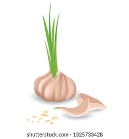 Garlic and small sliced ​​garlic on a white background.