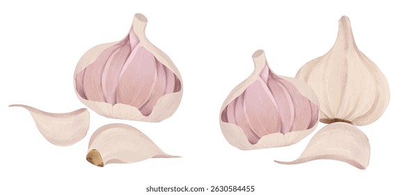 Garlic Spice Handdrawn Illustration. Garlic bulb and clove isolated. White garlic bulb composition
