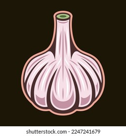 Garlic spice product vector colored illustration in vintage style on dark background
