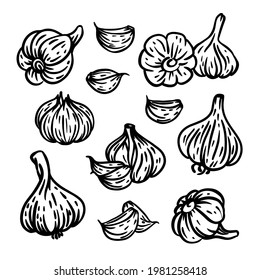 GARLIC Spicy Seasoning For Design Menu Of Restaurant Grocery Store And Food Market In Monochrome Sketch Style Hand Drawn Clip Art Vector Illustration Set For Print