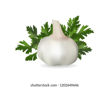 Garlic and a sprig of parsley on a white background. Isolated image. Vector illustration.