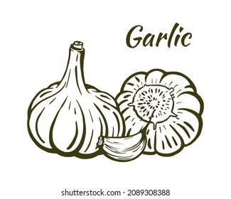 Garlic still life sketch, hand-drawn. Heads of garlic and one clove. Illustration isolated on white background. Vector.