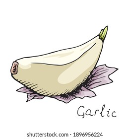 Garlic. Traditional medicine. Herb. Slice with peel. Spicy condiment. Isolated on white background. Hand-drawn ink sketch.