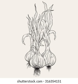 garlic tree sketch