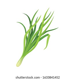 Garlic Twig as Kitchen Herb for Cooking Vector Element