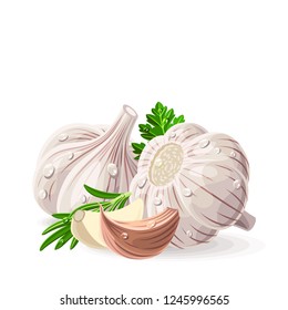 Garlic two whole pieces with coriander parsley rosemary and drops of water on white. Vector illustration. No gradients