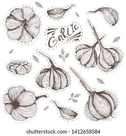 Garlic vector clip art set Hand drawn images of vegetable