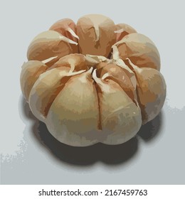 Garlic vector. Garlic vector close up.