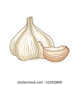 Garlic vector colored botanical illustration. Product to prepare delicious and healthy food. Isolated on white background.