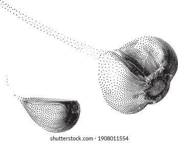 Garlic vector in dotted halftone and pointillism style. Fresh bio cloves of garlic Typical aromatic ingredient in the kitchen. Organic vegetables isolated on white background