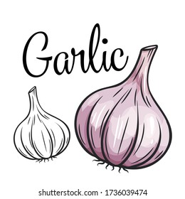 Garlic vector drawing icon. Vegetable in retro style, outline illustration of farm product for design advertising products shop or market.