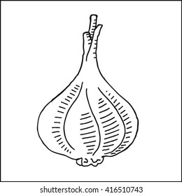 garlic vector drawing illustration,  in hand drawn sketch style, for fruits and vegetables market, restaurant and cafe design