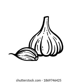 Vector de ajo. Obtenido a mano. Cabeza de ajo aislado fondo.