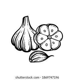 Garlic vector. Hand-drawn. Head of garlic isolated background.