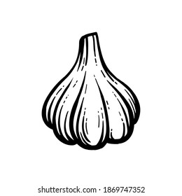 Garlic vector. Hand-drawn. Head of garlic isolated background.