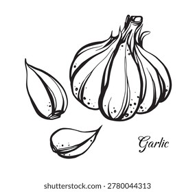 Garlic vector icon. Black and white vegetable with two cloves.